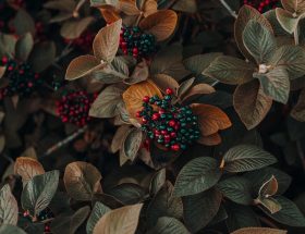 Effets secondaires du Cascara Sagrada