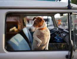 Voyager avec un chien en avion : 3 conseils fondamentaux pour profiter du vol sans problème