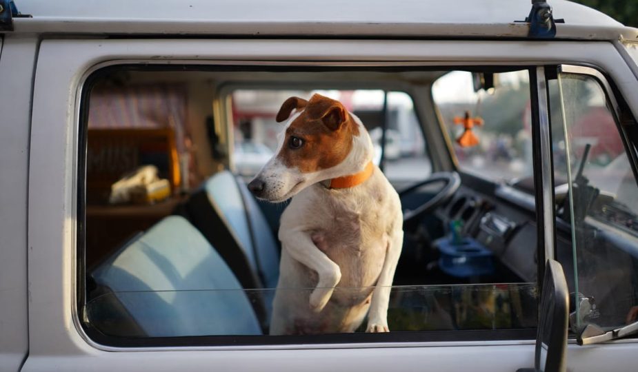 Voyager avec un chien en avion : 3 conseils fondamentaux pour profiter du vol sans problème