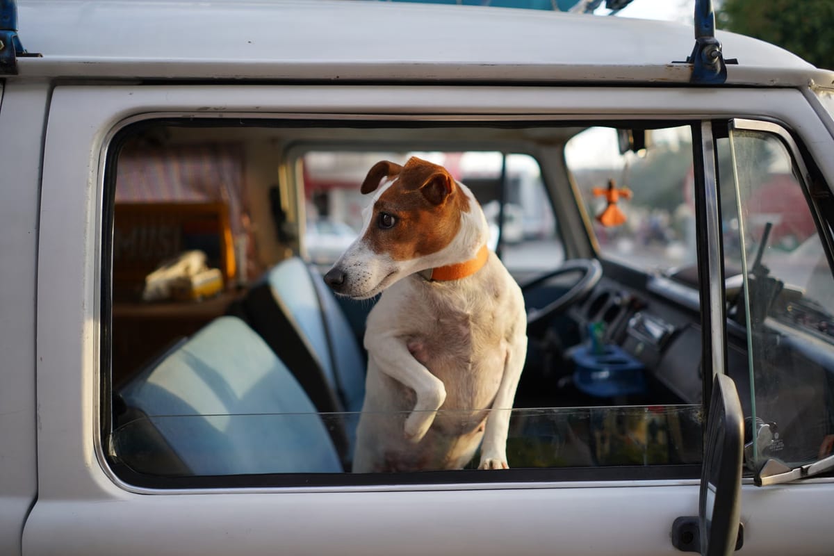 Voyager avec un chien en avion : 3 conseils fondamentaux pour profiter du vol sans problème